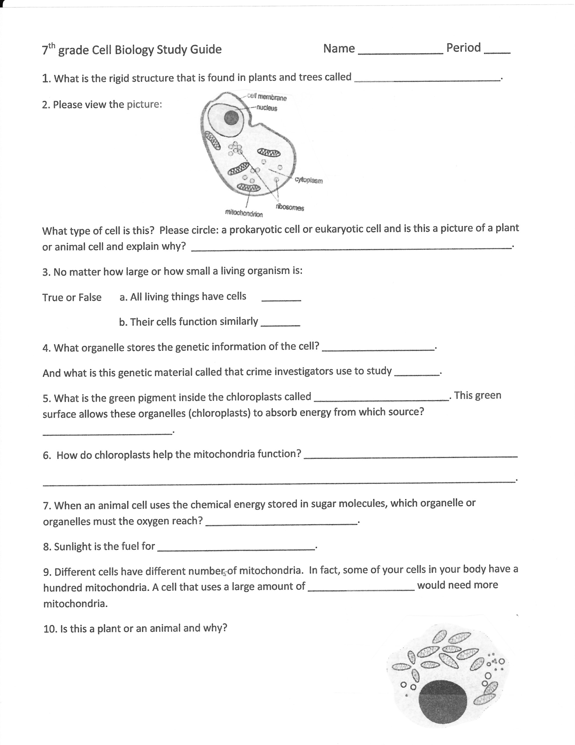 19 Best Images Of Cells Worksheets Grade 7 Plant And 