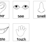 5 Senses Card Match With Images Senses Preschool