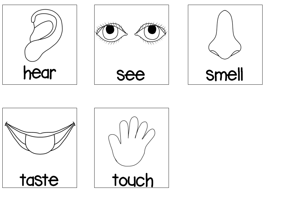 5 Senses Card Match With Images Senses Preschool 