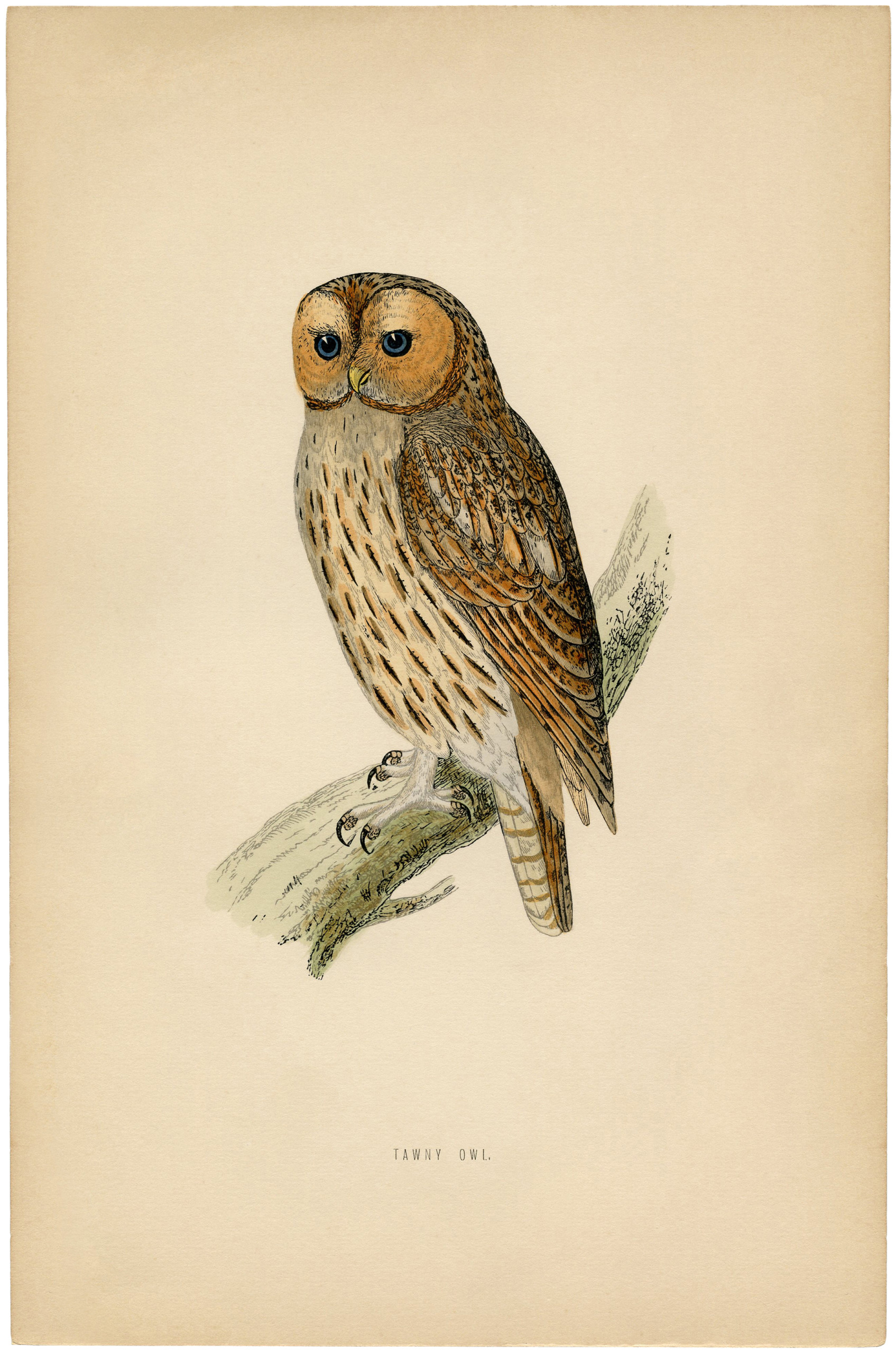 Vintage Printable Owl Images The Graphics Fairy