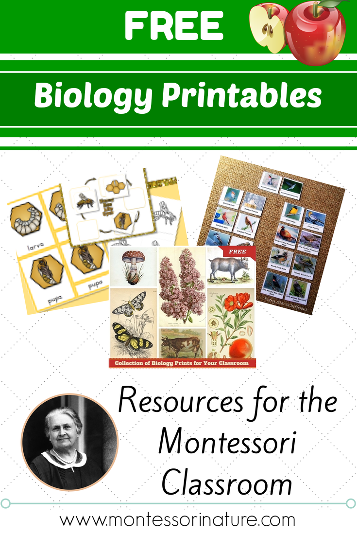 Free Montessori Biology Printables For Children 