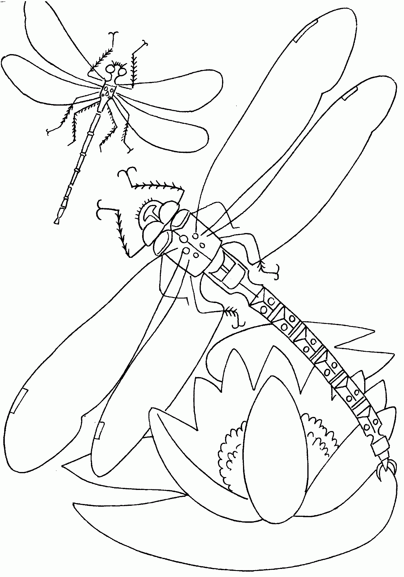 Free Printable Dragonfly Coloring Pages For Kids