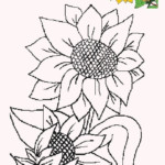 MAGIC COLORING Sunflower Coloring Pages Sunflower