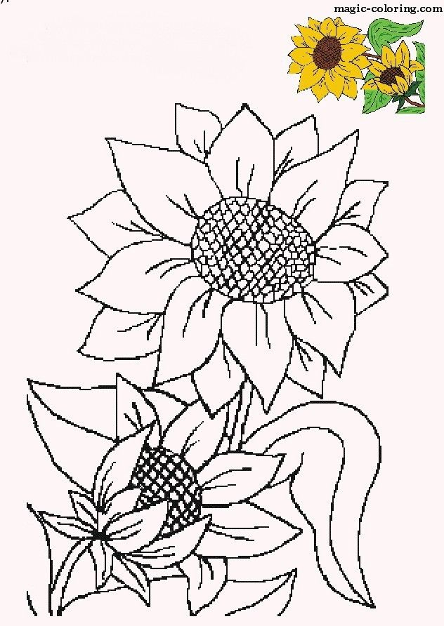 MAGIC COLORING Sunflower Coloring Pages Sunflower 