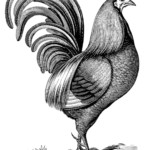 Vintage Clip Art Chicken With Fancy Tail The Graphics