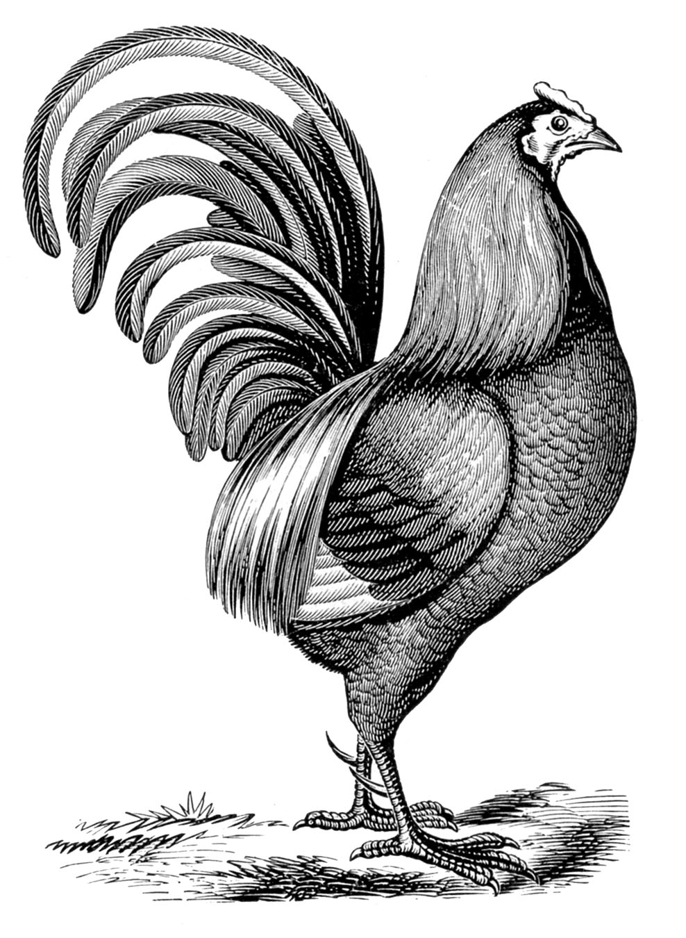 Vintage Clip Art Chicken With Fancy Tail The Graphics 
