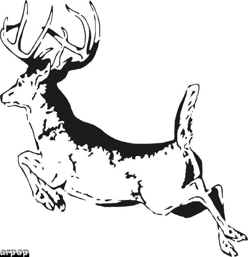  White Tail Deer 1 jpg Scroll Saw Patterns Scroll Saw 