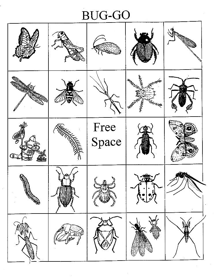 Free Printable Insect Bingo Cards With Images Bingo 