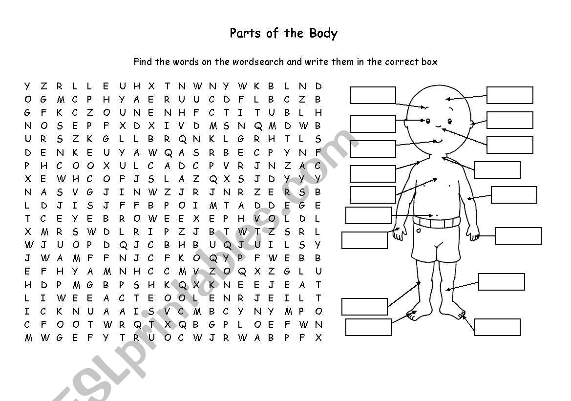 human body word search printable