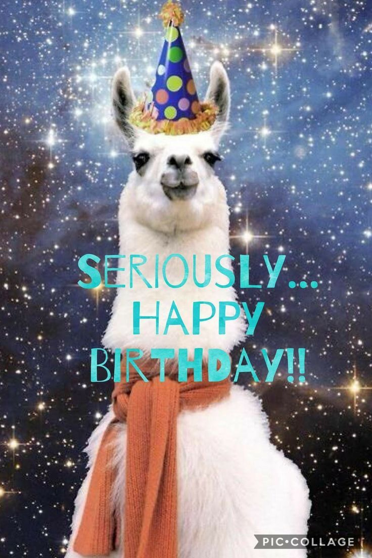 Birthday Quotes happybirthday birthday alpaca 