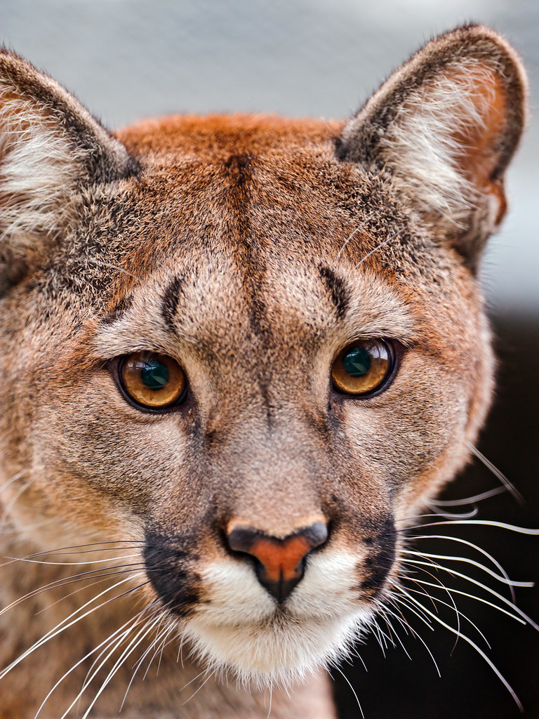 Puma Portrait A Portrait Of One Of The Beautiful Pumas 