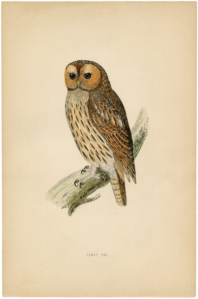 Vintage Printable Owl Images Owl Owl Canvas Bird Prints
