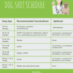 Puppy Vaccination Schedule All About French Bulldogs
