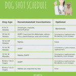 Puppy Vaccination Schedule Idaho Jacobson Kennel