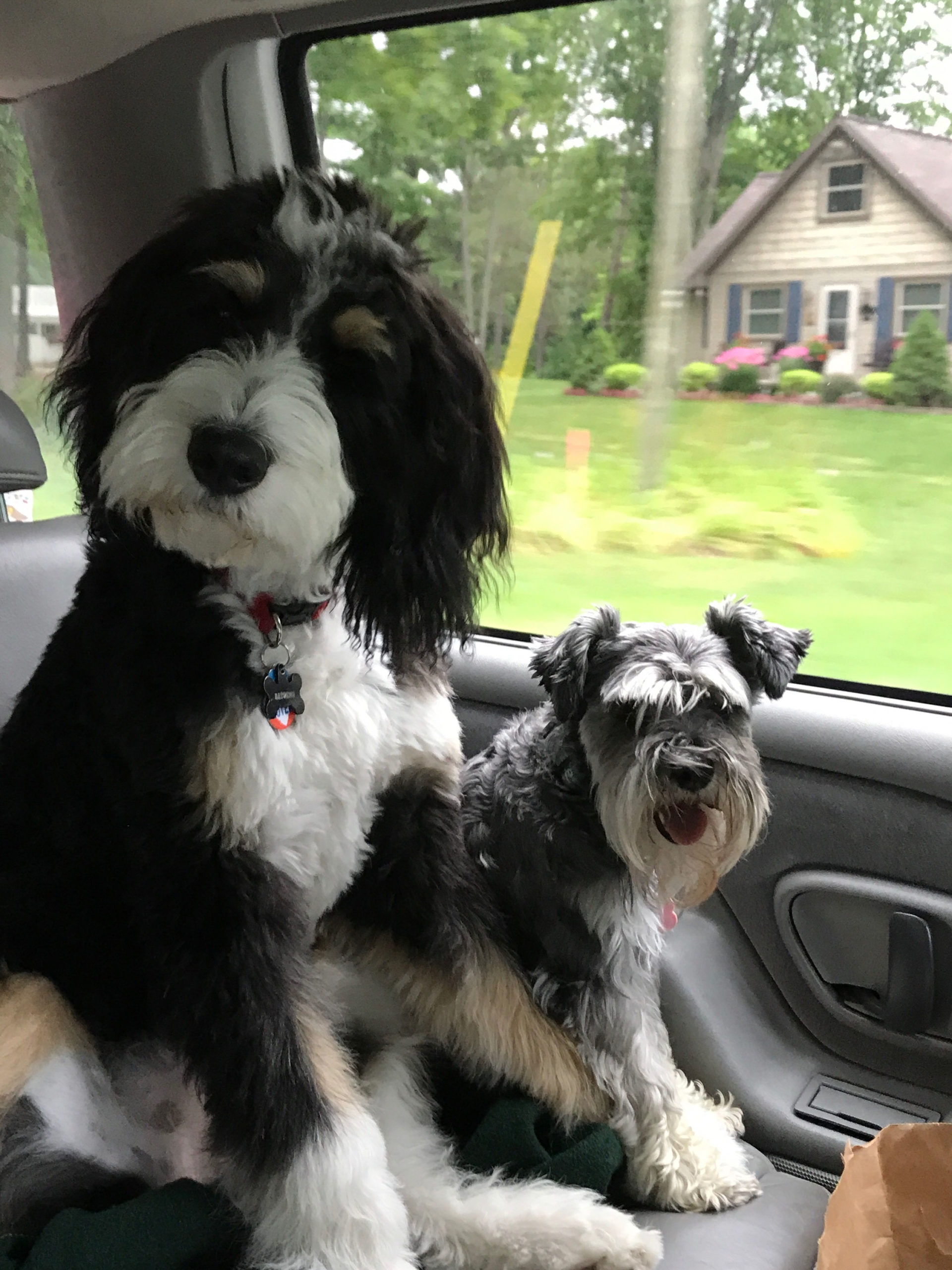 F1b Mini Bernedoodles