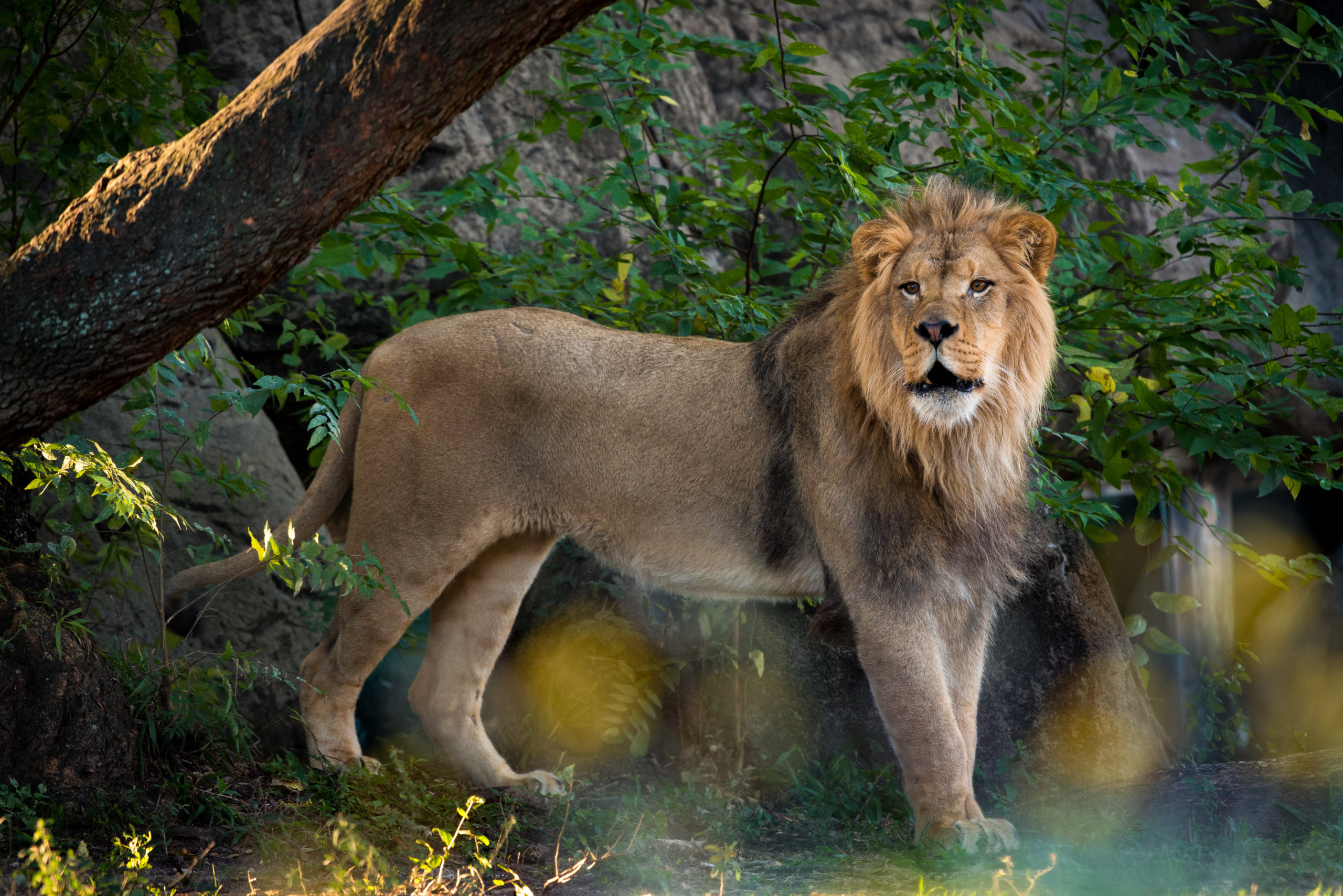 Houston Zoo Reopens Saturday Feb 29 The Houston Zoo