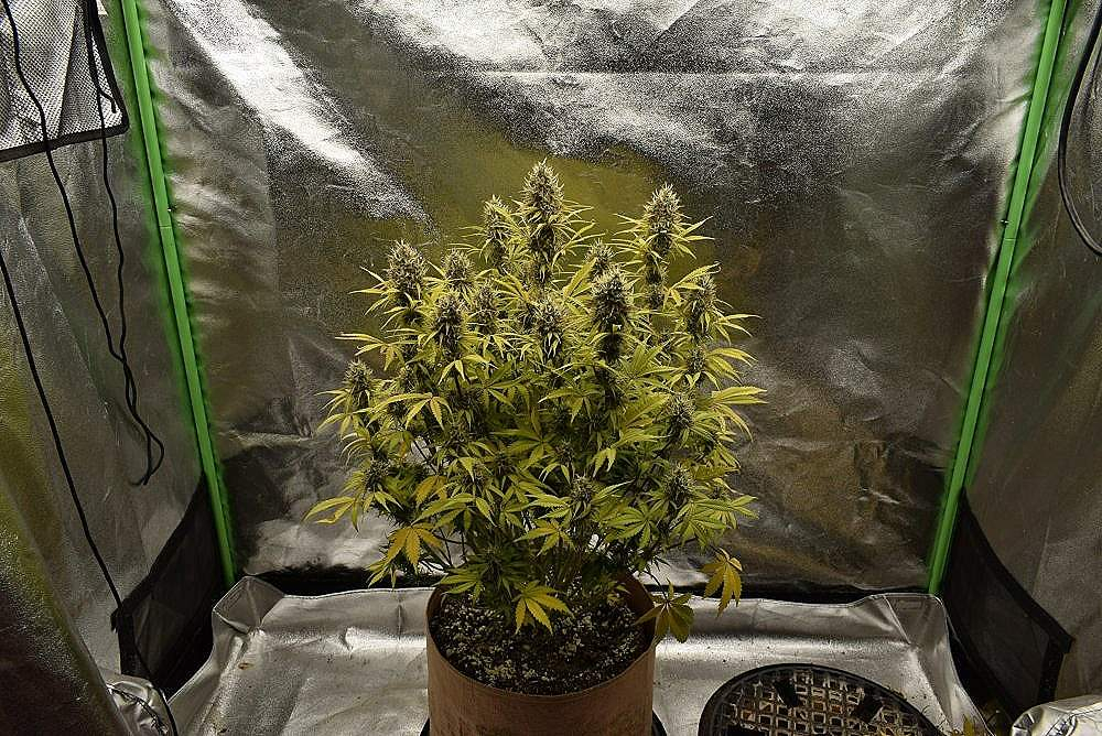 Royal Queen Seeds Northern Light Automatic Grow Journal 