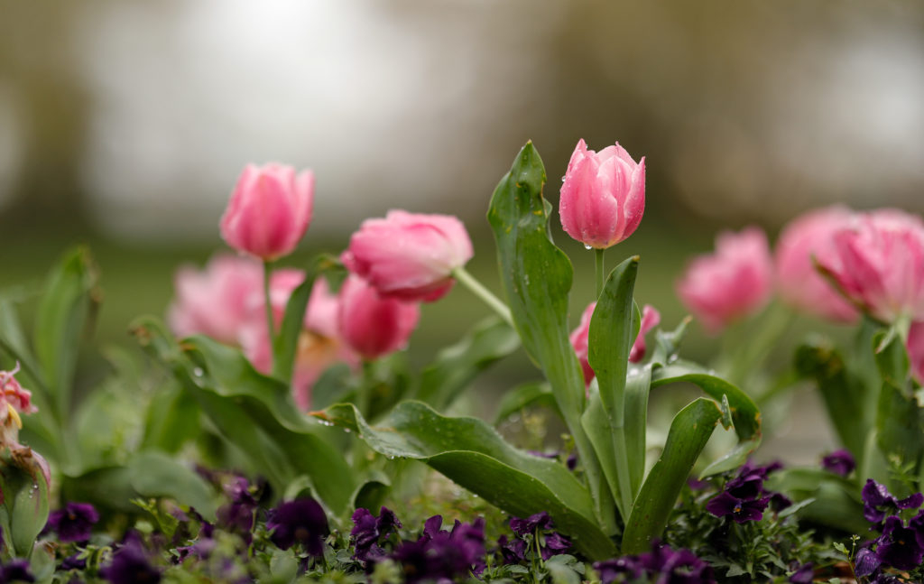 Spring 2025 Semester FAQs Furman Focused Furman University