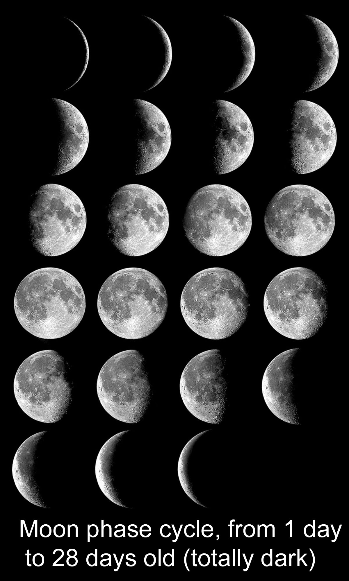 The Moon s Phases In Oreos NASA Space Place NASA 