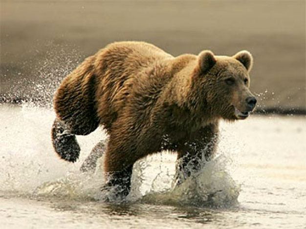 Bears Of The World American Bear Association