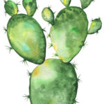 Cactus Watercolor Clipart 20 Free Cliparts Download
