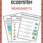 Ecosystem Worksheets Biotic Abiotic Lesson Resources