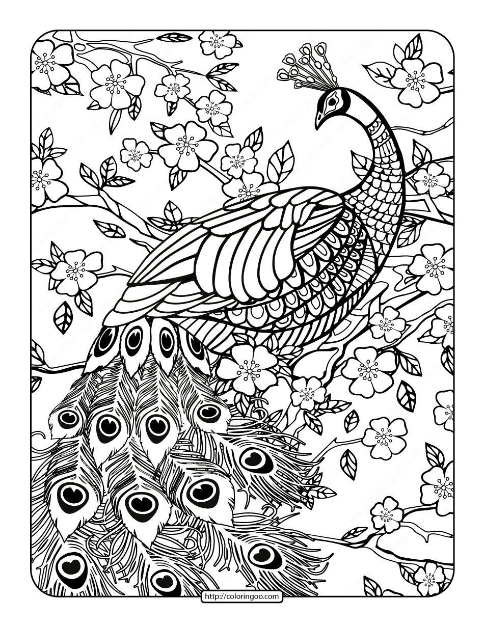 Free Printables Peacock Coloring Page