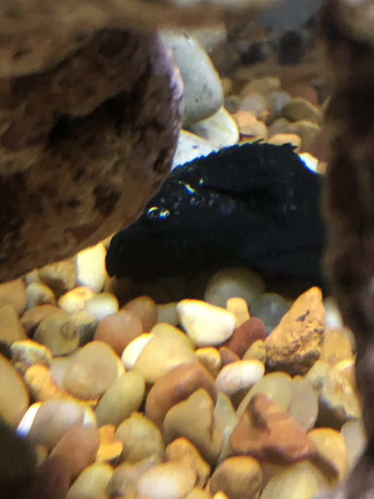 I Think My Black Molly Is Dying Of Dropsy My Aquarium Club