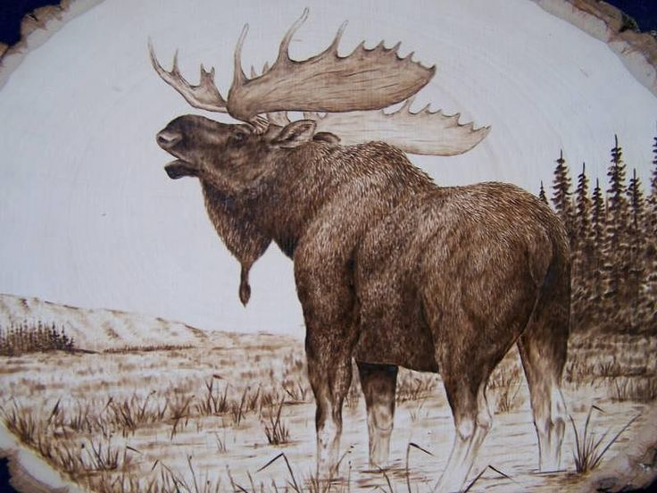 Moose Pyrography Bull Moose By Adam Owen Wood Burning 