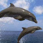 Protecting Hawaiian Spinner Dolphins Education Or