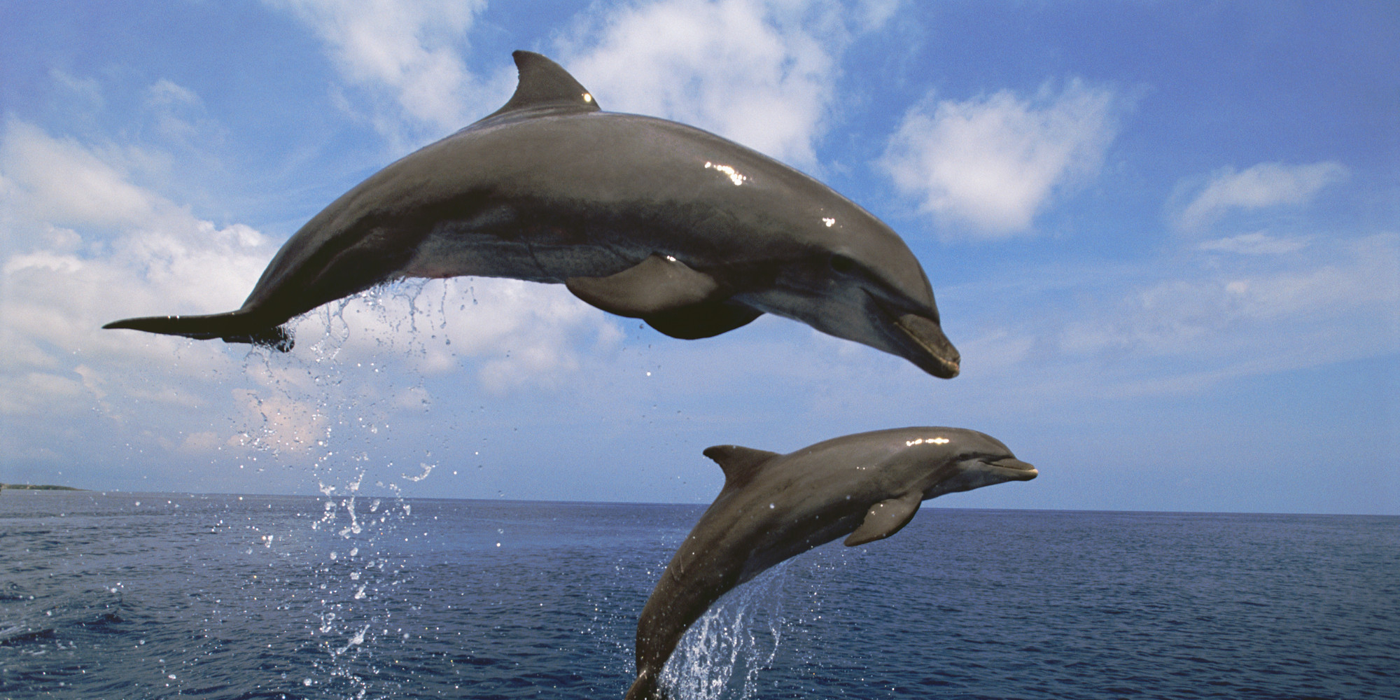 Protecting Hawaiian Spinner Dolphins Education Or 