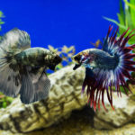 Siamese Fighting Fish Why Are They So Popular