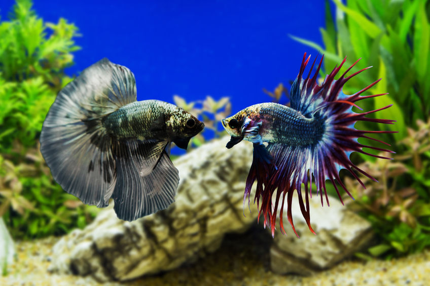 Siamese Fighting Fish Why Are They So Popular