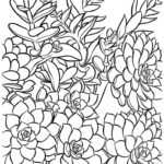 Succulent Coloring Card Free Printable Coloring Pages