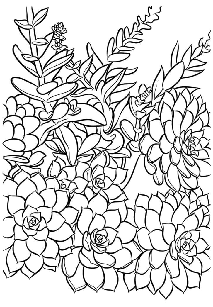 Succulent Coloring Card Free Printable Coloring Pages 