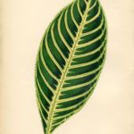 Vintage Printable Botanical Leaf Instant Art The