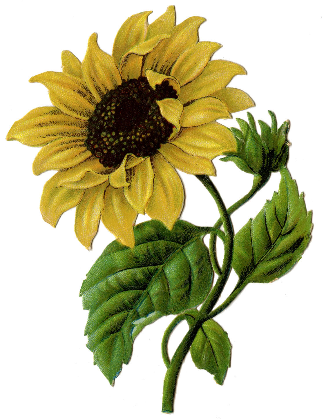 9 Sunflower Images Beautiful Pictures The Graphics Fairy