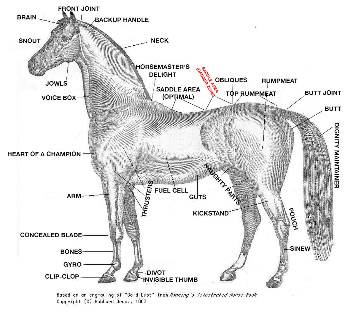 A Crash Course In Horse Anatomy For The 2015 Kentucky 