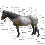 Diagram Of Horse Body Parts