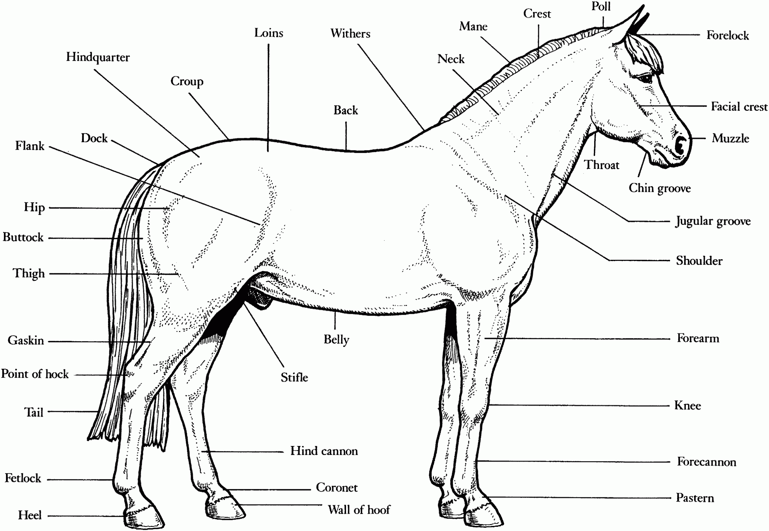 Free Horse Unit Study Resources