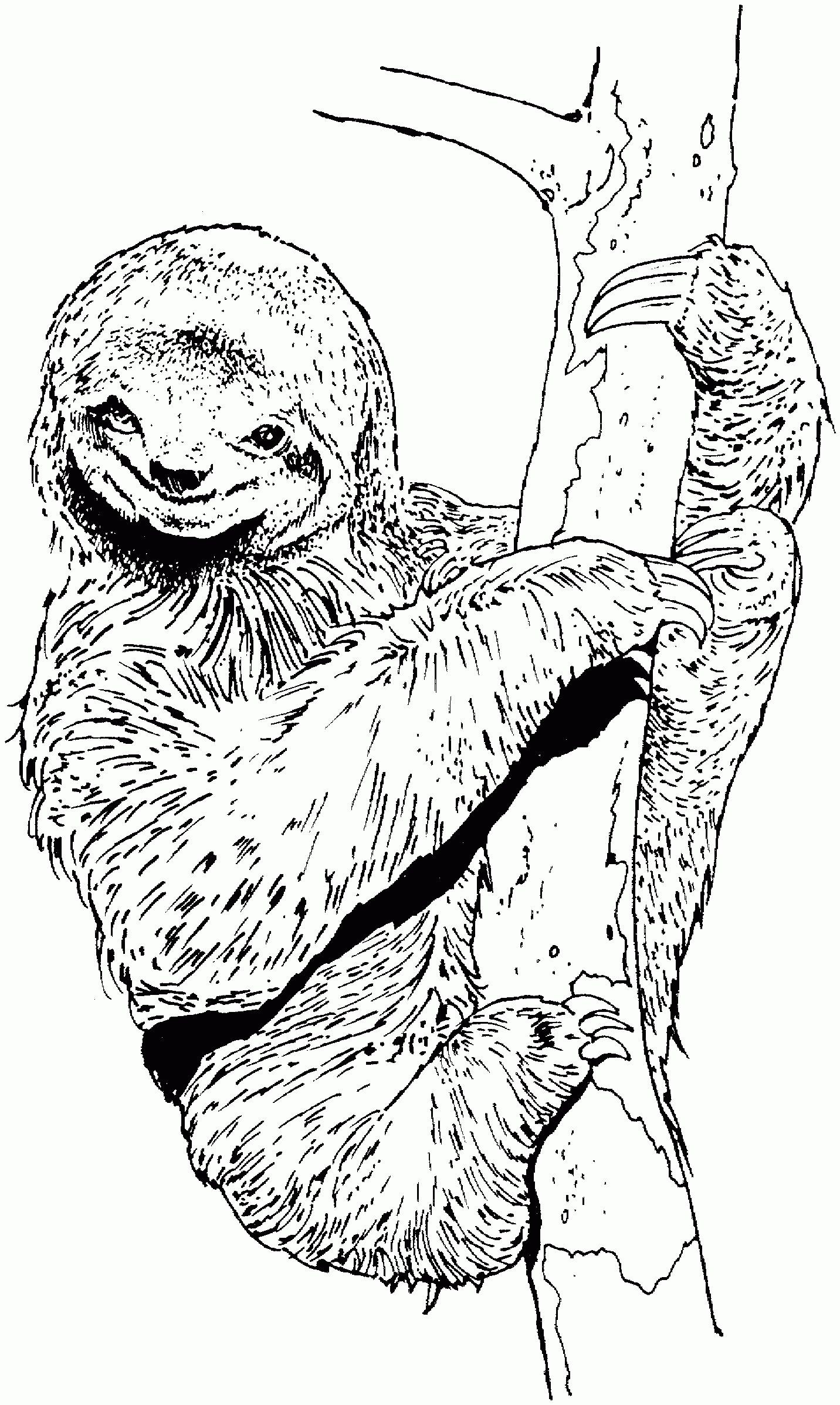 Free Sloth Coloring Pages