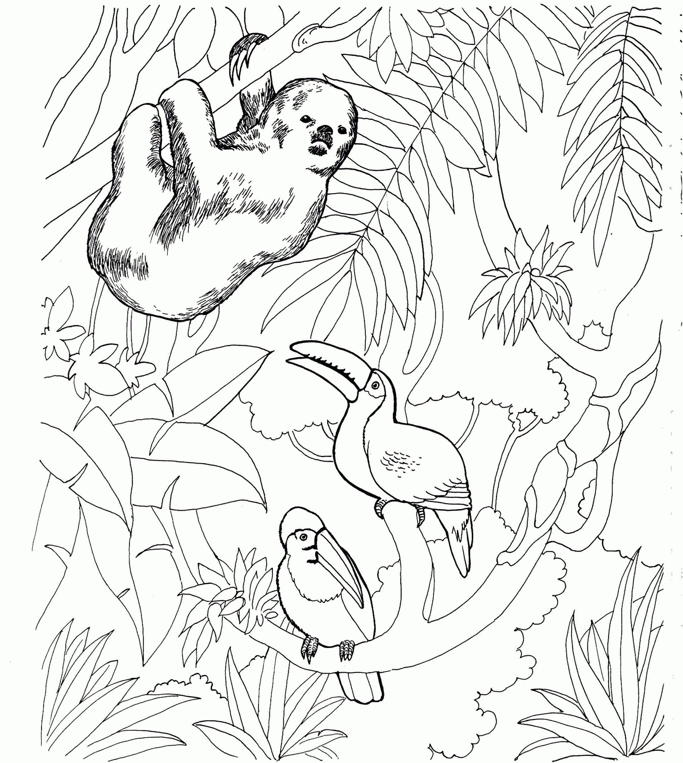 Free Sloth Coloring Pages