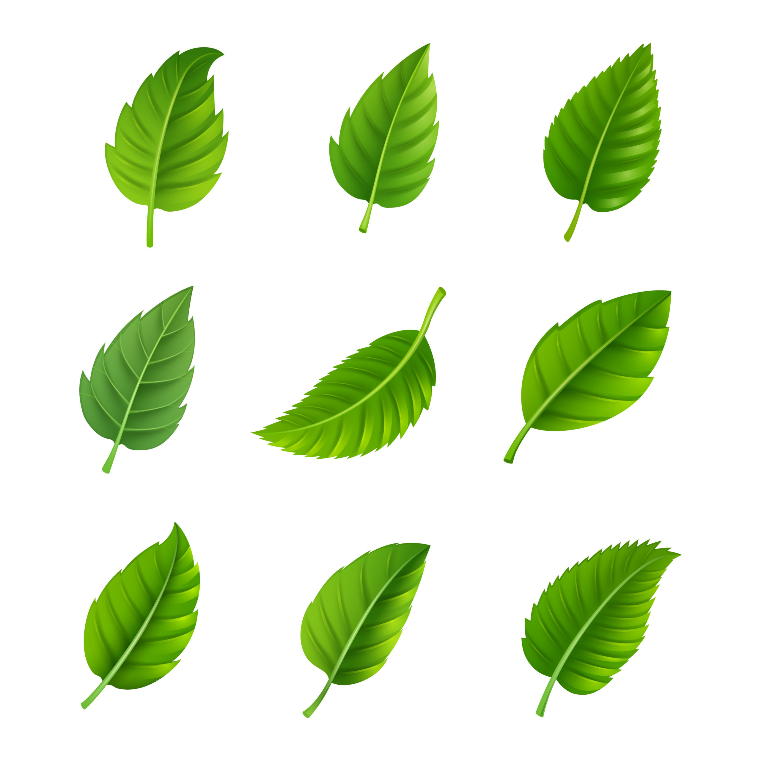 Green Leaves Decorative Set 469904 Download Free Vectors 