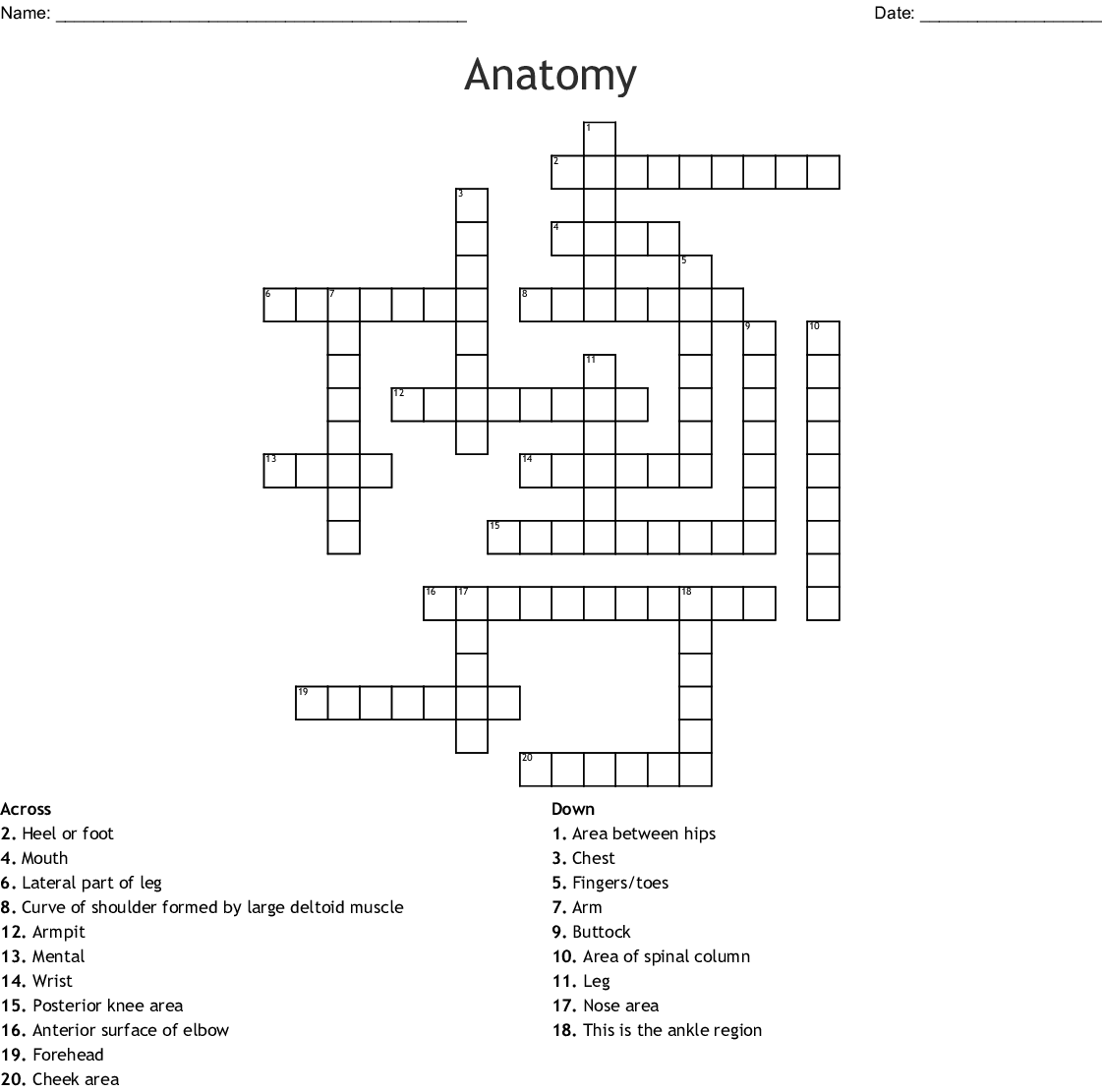 Human Anatomy Crossword Puzzle Printable Printable 