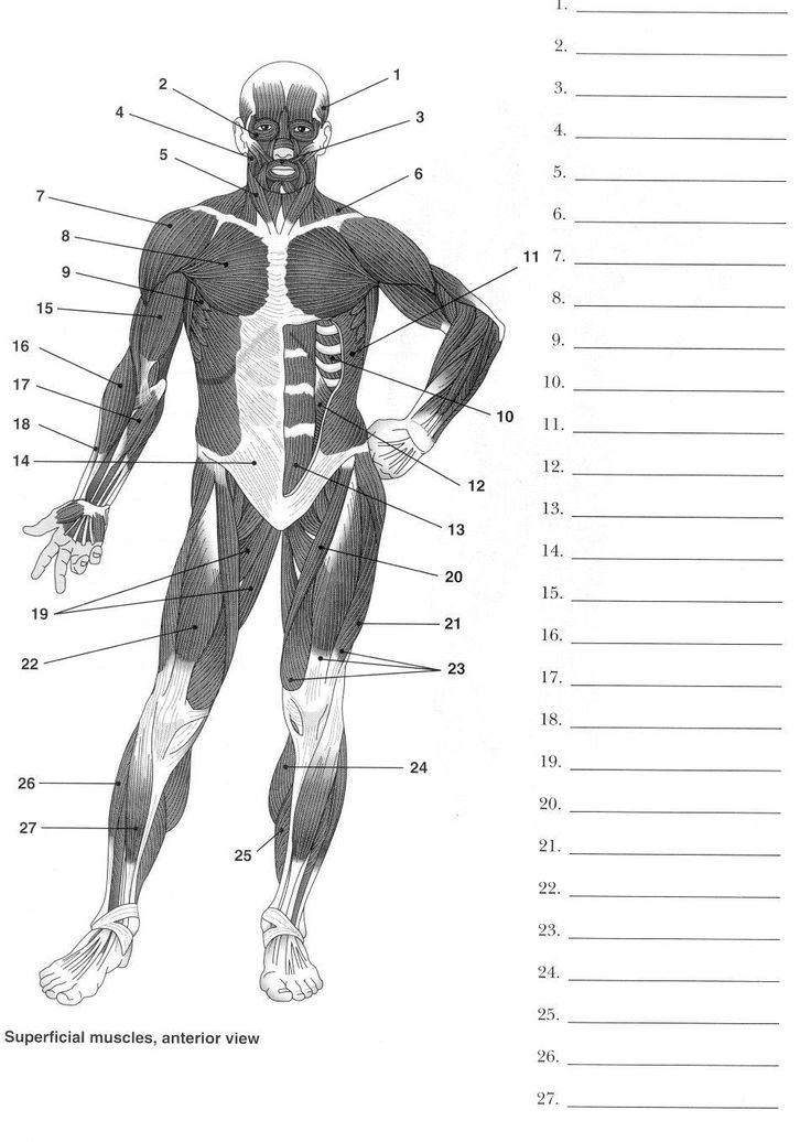 Label Muscles Worksheet Muscleanatomy Nursing School 