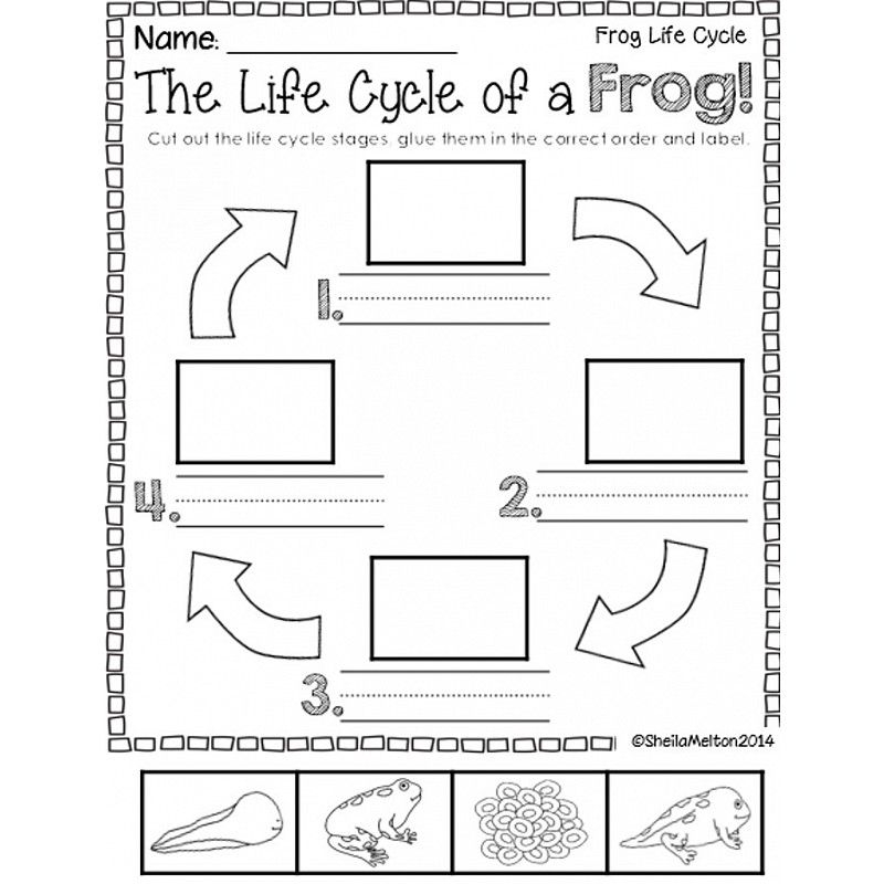 Pin By Mayra Sheveland On Creativity In 2025 Lifecycle 