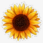 Printable Sunflower Sticker 1024x1122 PNG Download PNGkit