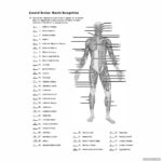 Printable Worksheets Muscle Anatomy Gridgit