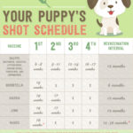Puppy Vaccination Schedule Printable That Are Mesmerizing