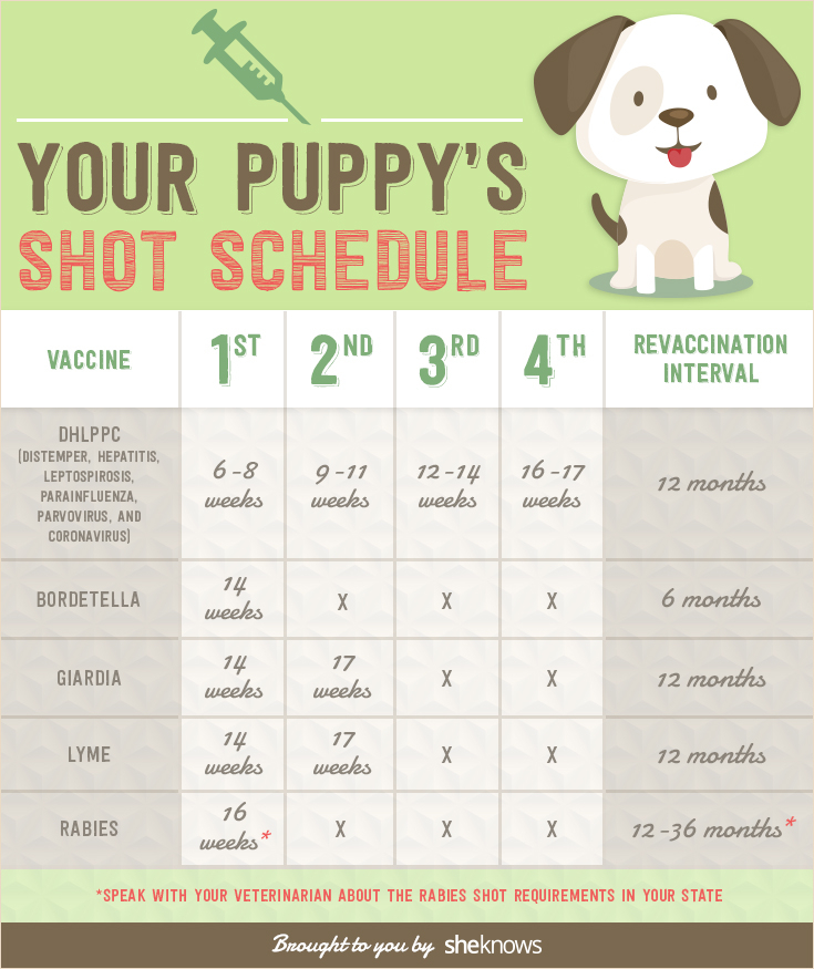 Puppy Vaccination Schedule Printable That Are Mesmerizing 